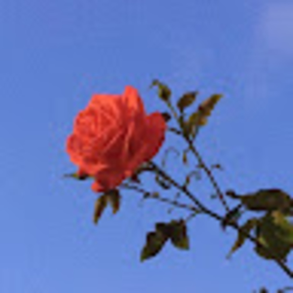 Meet your Posher, Grace